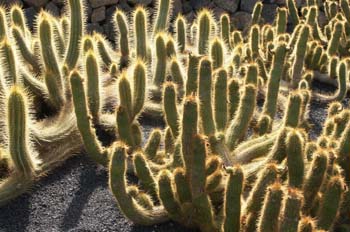 Echinopsis huascha