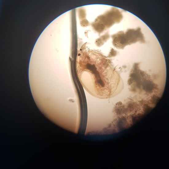 Imágenes de pulga de agua (Daphnia pulex) 3
