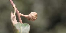 Alcornoque - Bellota (Quercus suber)