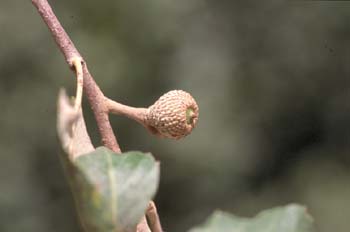 Alcornoque - Bellota (Quercus suber)