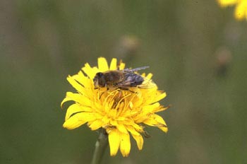Mosca zángano (Eritalis tenax)