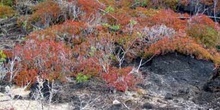 Sesuvium, Ecuador