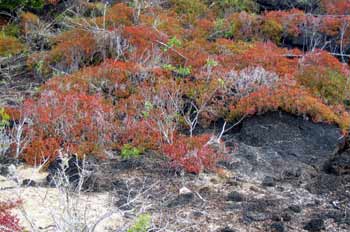 Sesuvium, Ecuador