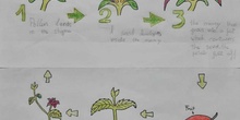 Ainara Martin life cycle of a plant