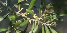 Olivo - Flor (Olea europaea)