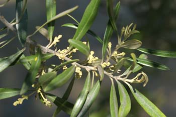 Olivo - Flor (Olea europaea)