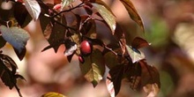 Ciruelo japonés (Prunus cerasifera)