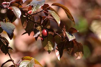 Ciruelo japonés (Prunus cerasifera)