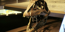 Giganotosaurus carolinii (Dinosauria, Theropoda), Museo del Jurá