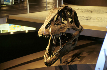 Giganotosaurus carolinii (Dinosauria, Theropoda), Museo del Jurá