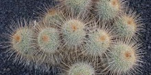 Mammillaria magnífica