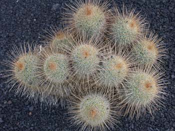 Mammillaria magnífica