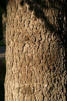 Cedro del Atlas - Tronco (Cedrus atlantica)