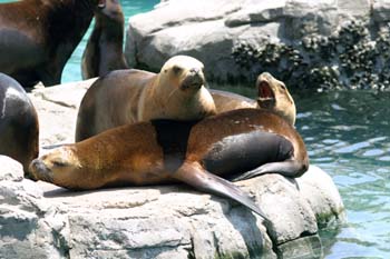 León marino (Otaria byronia)