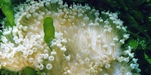 Anémona (Gyrostoma quadricolor)