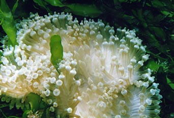 Anémona (Gyrostoma quadricolor)