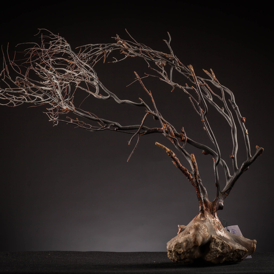 IES_SANISIDRO_MUSEO_Zoolgía_060