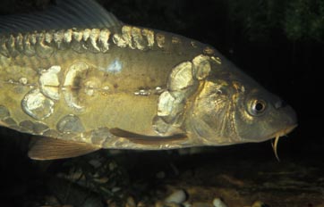 Carpa (Ciprinus carpio)