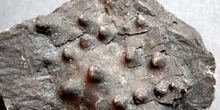 Calix roualti (Asteroideo) Ordovícico