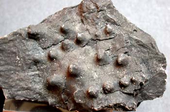 Calix roualti (Asteroideo) Ordovícico