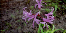 Flores violeta de nerine