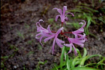 Flores violeta de nerine