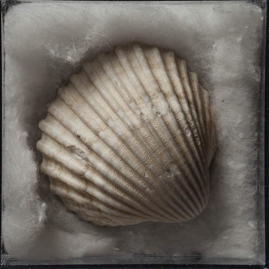 IES_ISABELLACATOLICA_BIOLOGIA_441