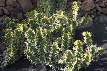 Euphorbia grandicornis