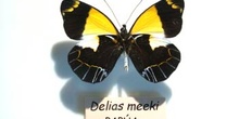 Delias meeki (Nueva Guinea)