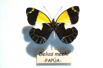 Delias meeki (Nueva Guinea)