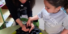 Susan helps us plant tomato seeds