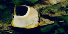Pez mariposa (Chaetodon ephippium)