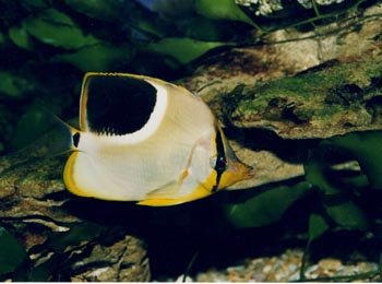 Pez mariposa (Chaetodon ephippium)