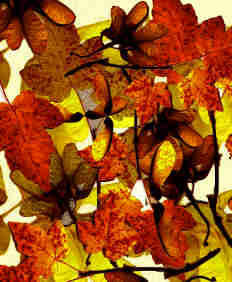 Composición otoñal