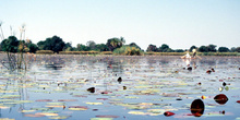 Nenúfares, Botswana