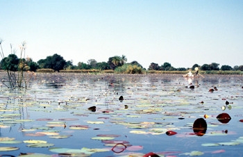 Nenúfares, Botswana