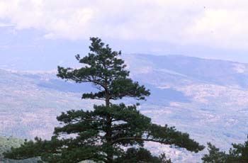 Pino silvestre - Porte (Pinus sylvestris)