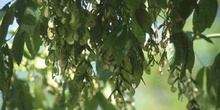 Arce negundo - Fruto (Acer negundo)