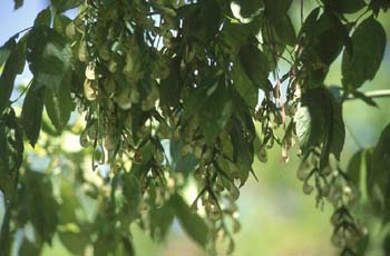 Arce negundo - Fruto (Acer negundo)