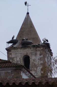 Nidos de cigüeñas