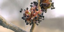 Olmo montano - Flores (Ulmus glabra)