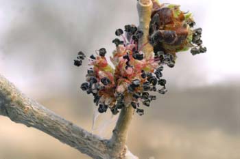 Olmo montano - Flores (Ulmus glabra)