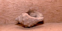 Trochus (Molusco-Gasterópodo) Holoceno