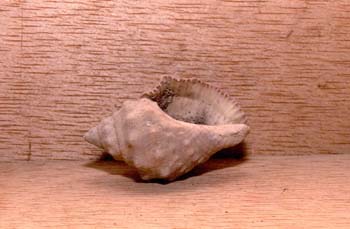 Trochus (Molusco-Gasterópodo) Holoceno