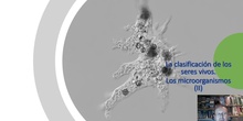 Tema 6 Clasificación de los seres vivos. Los microorganismos (II)