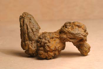 Coprolito de Tortuga (Reptil) Oligoceno