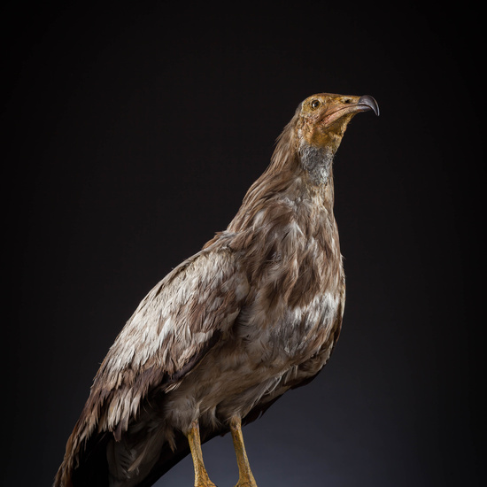 IES_SANISIDRO_MUSEO_Aves_081