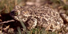 Sapo corredor (Bufo calamita)