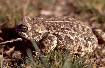 Sapo corredor (Bufo calamita)