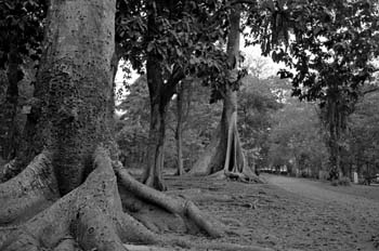 Parque tropical, Indonesia